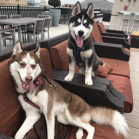 Meet your Posher, Brittney - Picture 1 of 1